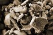cutting mushrooms