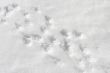 Animal tracks