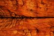 Dry leaf texture
