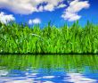 Summer reflections - horizontal