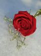 Red Rose om Ice