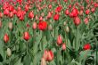 Red tulips.
