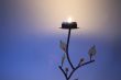 Tree candlestick