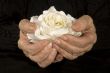 old hands holding white rose