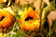 Arrangement of Sunflowers