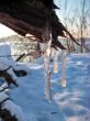 cold winter icicles after first snow storm
