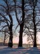 Winter  trees on twilight blue sky