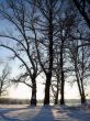 Winter  trees on twilight blue sky