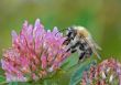 bumble bee