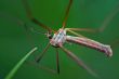crane fly