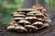 bootlace fungus
