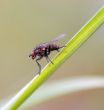 small fly