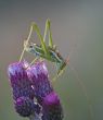 grasshopper