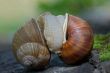 snails