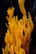 coral mushroom