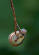 snail like the pendulum