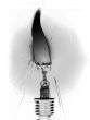 picture of a burning bulb