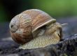 old snail