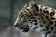 wild cat