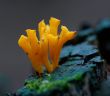 green-staining coral mushroom