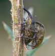weevils