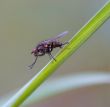 small fly