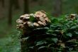 bootlace fungus