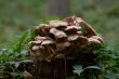 mushrooms