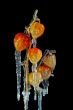 ground-cherry