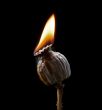 burning poppyhead