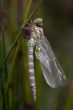 callow adult