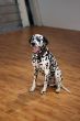 Dalmatian