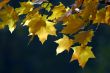 Autumn leaves