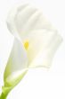 White Calla lily over white backgound