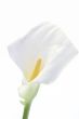 White Calla lily