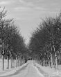 Avenue