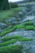 Bryophyta