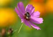 Bee on a flower.