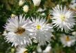 Bee and flowers.