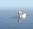 lonely white swan