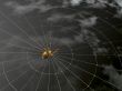 spider and web