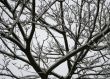 Wet Snow on Tree Branches