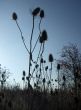 Spiky Plants at Dusk