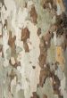 Beech Bark Tree Disease Camouflage Background