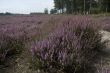 Heathland