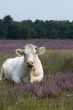 cow in heathland