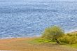 Solitary tree