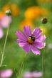Bee on a flower.