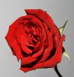 Red rose.