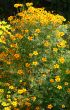  flowers.